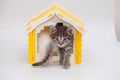 Fluffy tabby kitten sits in a yellow toy house. Pets Royalty Free Stock Photo