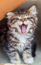 A fluffy tabby kitten yawning with it`s tongue out