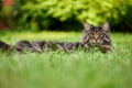 Fluffy tabby maine coon cat outdoors in sunny green garden lie down to rest. Royalty Free Stock Photo