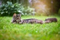 Fluffy tabby maine coon cat outdoors in sunny green garden lie down to rest. Royalty Free Stock Photo