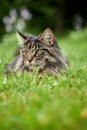 Fluffy tabby maine coon cat outdoors in sunny green garden lie down to rest. Royalty Free Stock Photo