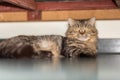 Fluffy tabby male cat rests under the bed