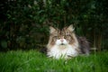 fluffy tabby white maine coon cat lying on green grass Royalty Free Stock Photo