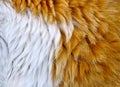 Texture of cat hair white with orange, close-up Royalty Free Stock Photo