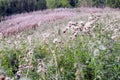 Fluffy thistle field in Hampstead Heath of London