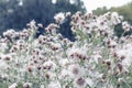 Fluffy thistle field in Hampstead Heath of London