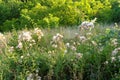 Fluffy thistle on meadow