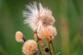 Fluffy thistle seeds close up in evening