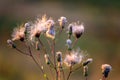 Fluffy thistle seeds