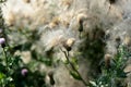 Fluffy thistle seeds lit by the evening sun