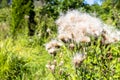 fluffy thistle seeds on plant close up in summer