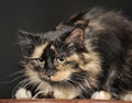 Fluffy tortoiseshell cat