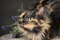 Fluffy tortoiseshell cat