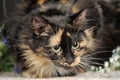 Fluffy tortoiseshell cat