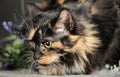 Fluffy tortoiseshell cat