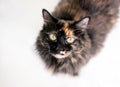 A fluffy Tortoiseshell medium haired cat looking up