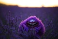 Fluffy toy Art from Monsters Inc cartoon in a lavender field