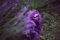 Fluffy toy art from monsters inc cartoon sits in a lavender field