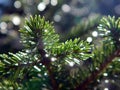 Shiny fir branches on blurred background with round bokeh