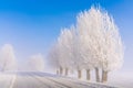 Fluffy tree poplar. The branches of the tree are covered with thick white frost. On the winter road, there are trees under a blue