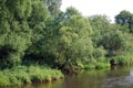 Fluffy trees and Iva`s bushes grow on the bank of the small small river.