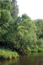 Fluffy trees and Iva`s bushes grow on the bank of the small small river.