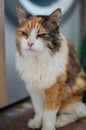 Fluffy tricolor cat pet with eyes partly closed squinting