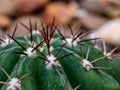 The fluffy tufts and white dot on the lobe of Astrophytum myriostigma Cactus