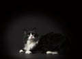 Fluffy tuxedo cat instudio with dramatic lighting and black background Royalty Free Stock Photo