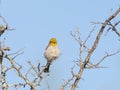Fluffy Verdin Facing the Camera and Perched in a Dead Tree Royalty Free Stock Photo