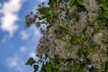 Fluffy vine flowers. Against blue sky and clouds on sunny summer day Royalty Free Stock Photo