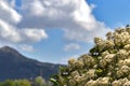 Fluffy vine flowers. Against blue sky and clouds on sunny summer day Royalty Free Stock Photo