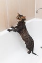 Fluffy wet cat stands in a white bath