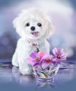 Fluffy white bichon puppy and flowers in a vase