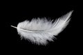 Fluffy of White Bird Feather Isolated on Black Background Royalty Free Stock Photo