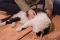 Fluffy white-black cat lies on the carpet. Hands of a girl stroking a cat