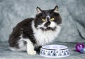 Fluffy white and black medium hair kitten Royalty Free Stock Photo