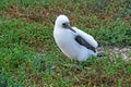 Fluffy white blue-footed booby chick