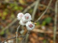 Fluffy white buds on a branch