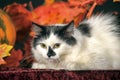 Fluffy white cat with black spots on a background of autumn leaves Royalty Free Stock Photo
