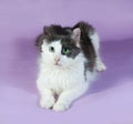 Fluffy white cat with black spots lies on purple Royalty Free Stock Photo