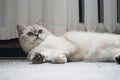 A fluffy white cat is closely watching something while lying on its side Royalty Free Stock Photo