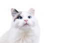 A fluffy white cat with blue eyes and its left ear tipped