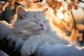 A fluffy white cat comfortably rests on a snow-laden branch, basking in the golden warmth of a winter sunset.