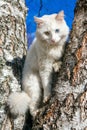 Fluffy white cat with different eyes