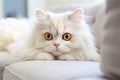 Fluffy white cat finds comfort on the living room sofa