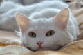 Fluffy white cat lies on a soft bed. Portrait of breed Turkish Angora cat. Close up photo Royalty Free Stock Photo