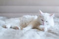 Fluffy white cat lies on a soft bed. Portrait of breed Turkish Angora cat. Close up photo Royalty Free Stock Photo