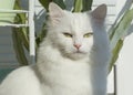 A fluffy white cat is looking at the camera. Portrait of breed Turkish Angora cat. Close up photo Royalty Free Stock Photo