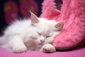 a fluffy white cat napping on a pair of pink bunny slippers Royalty Free Stock Photo